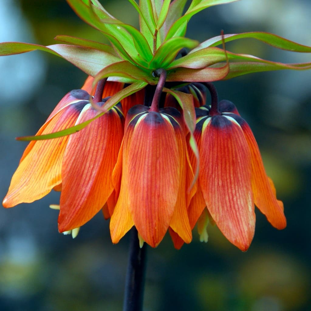 Fritillaria imperialis