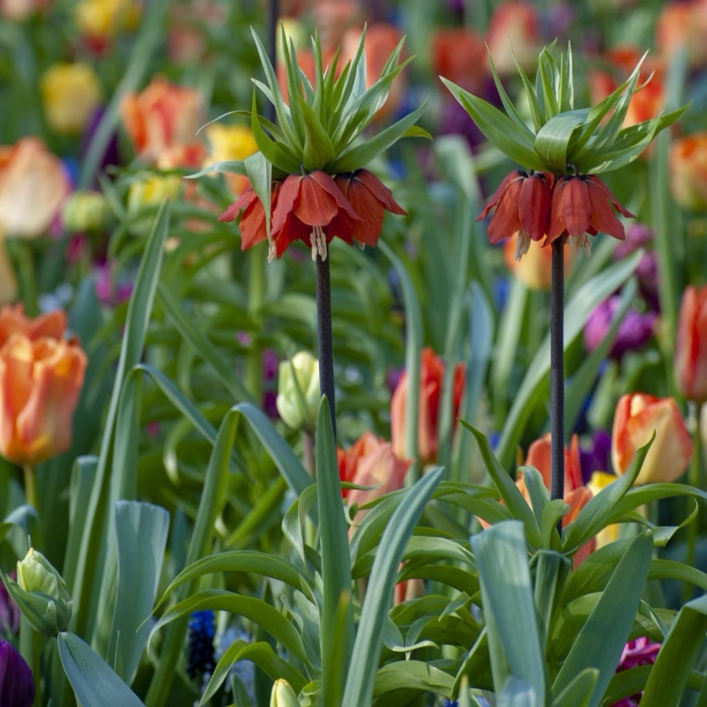Bio-Kaiserkrone 'Rubra' Rot