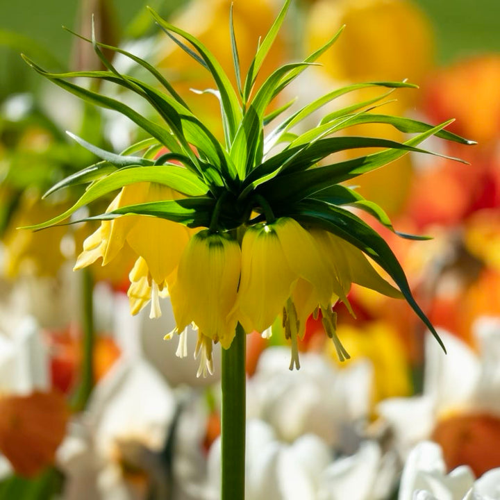 Fritillaria imperialis