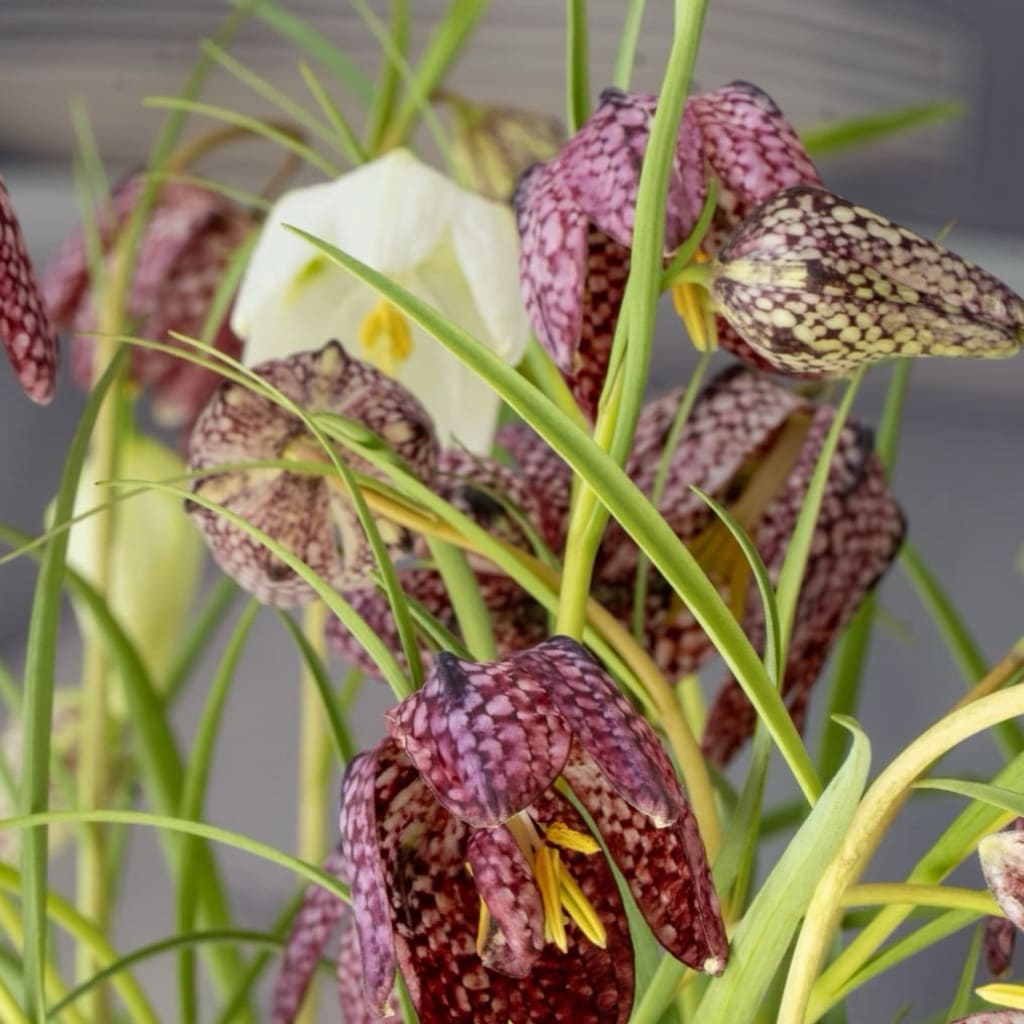 Fritillaria meleagris