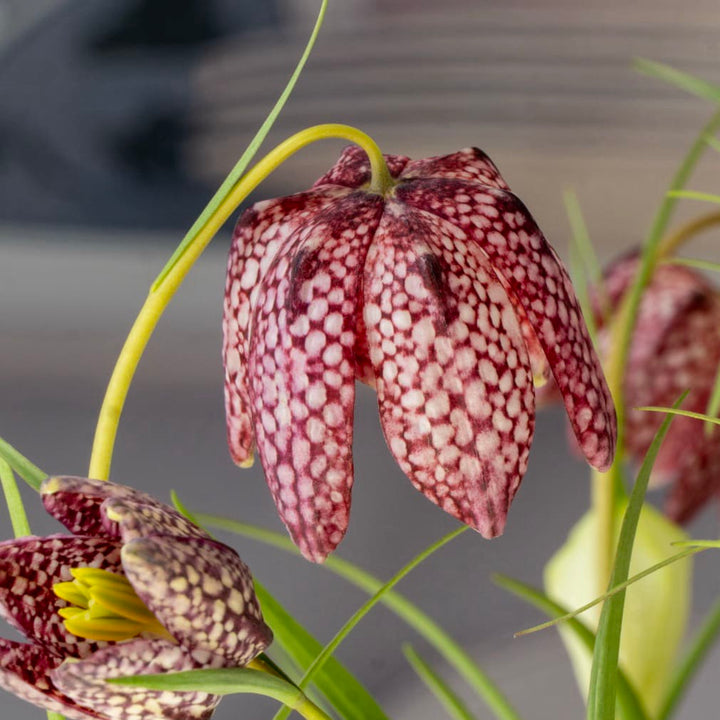 Fritillaria meleagris