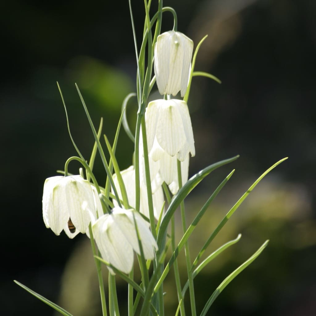 Fritillaria meleagris