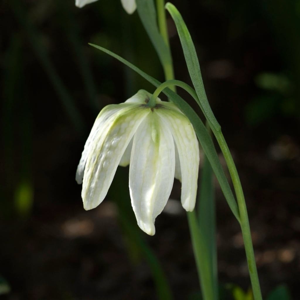 Fritillaria meleagris