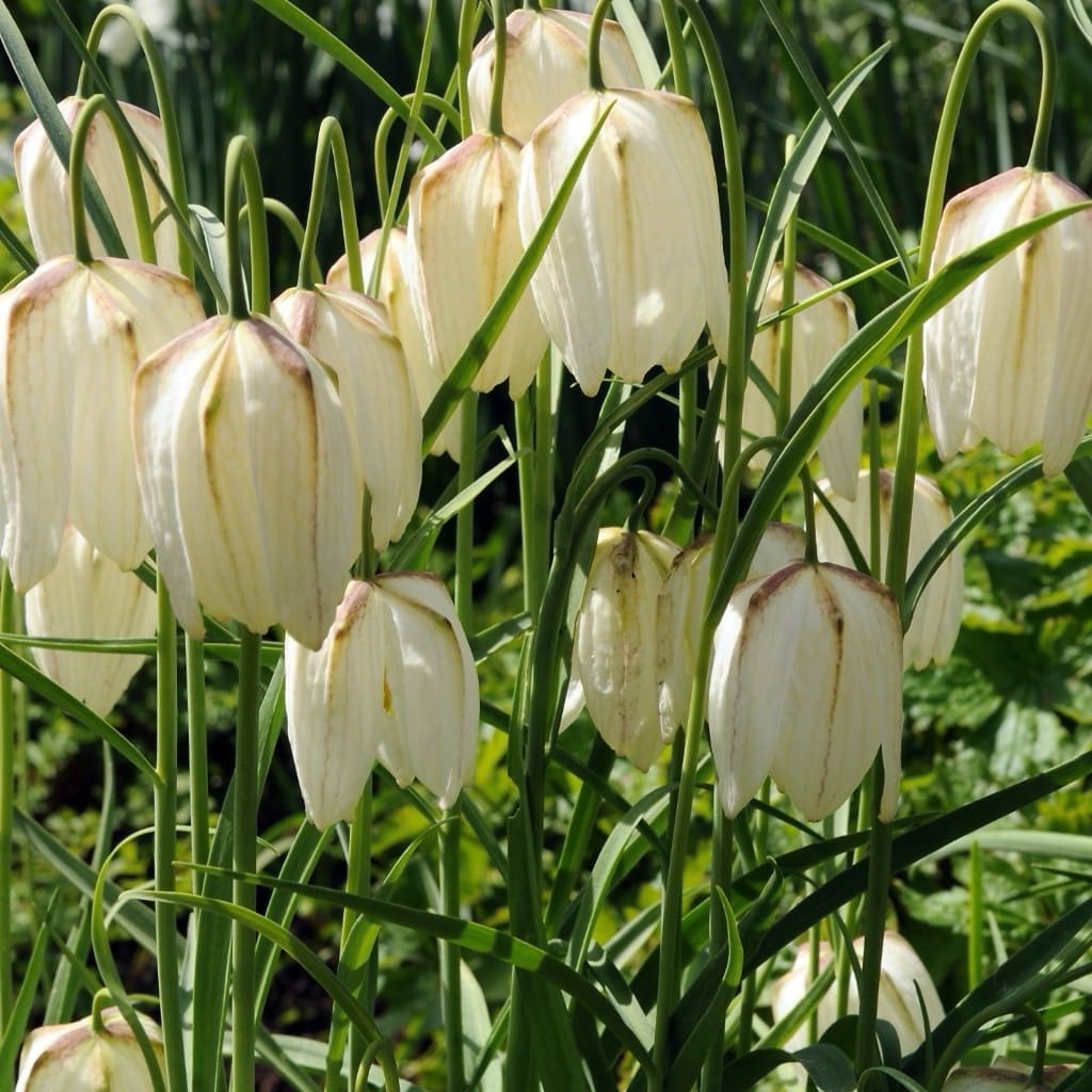 Schachbrettblume 'Alba' Weiß