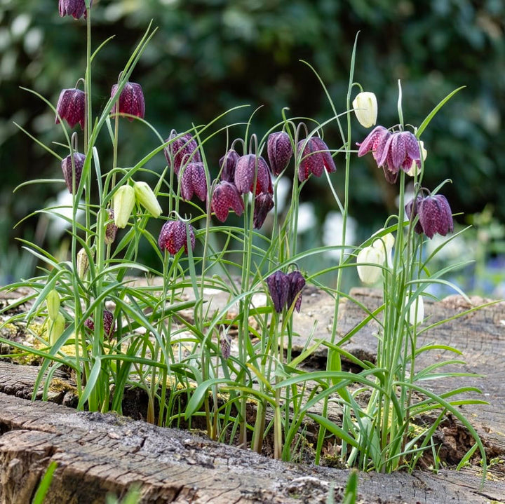 Fritillaria meleagris
