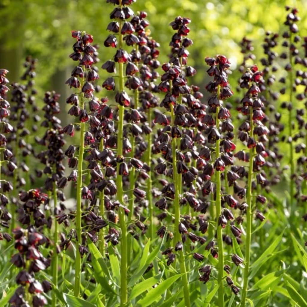 Fritillaria persica