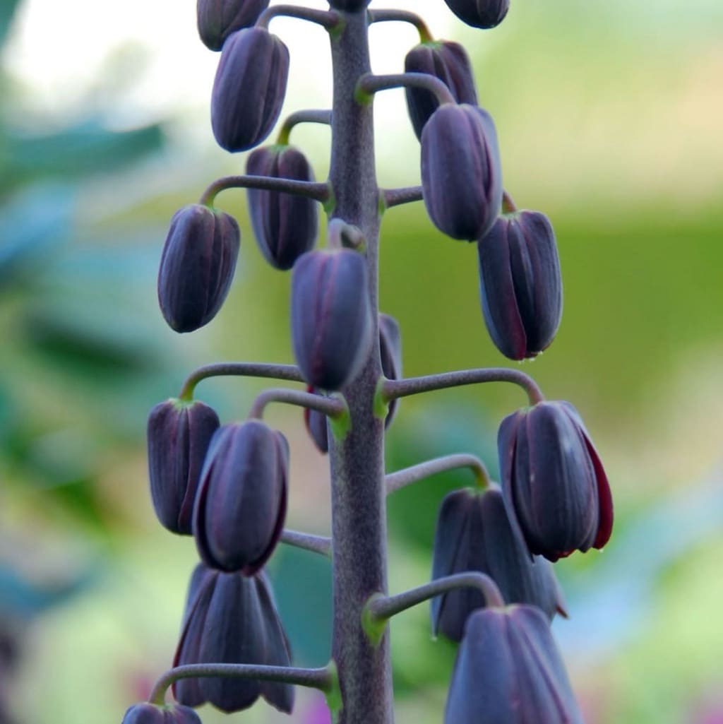 Fritillaria persica