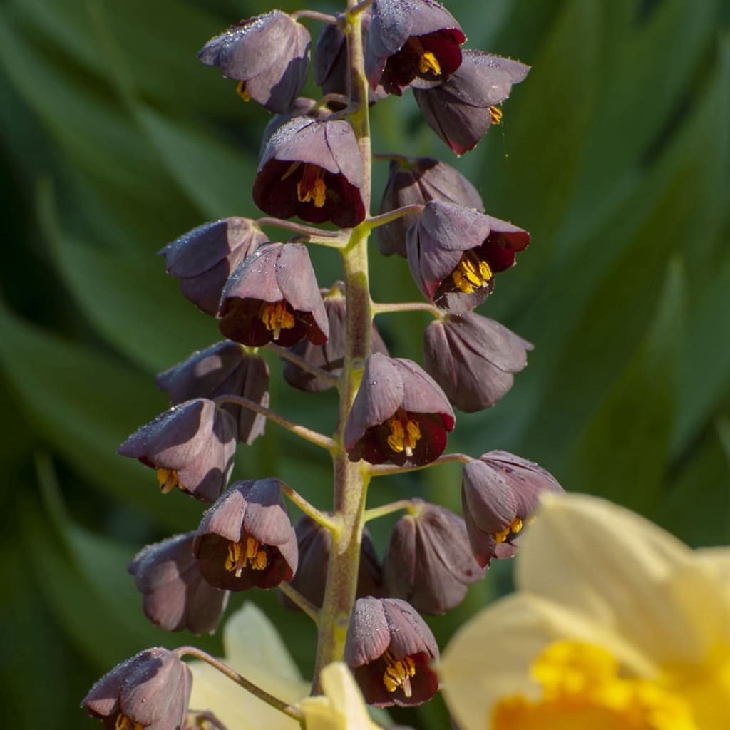 Persische Kaiserkrone Violett