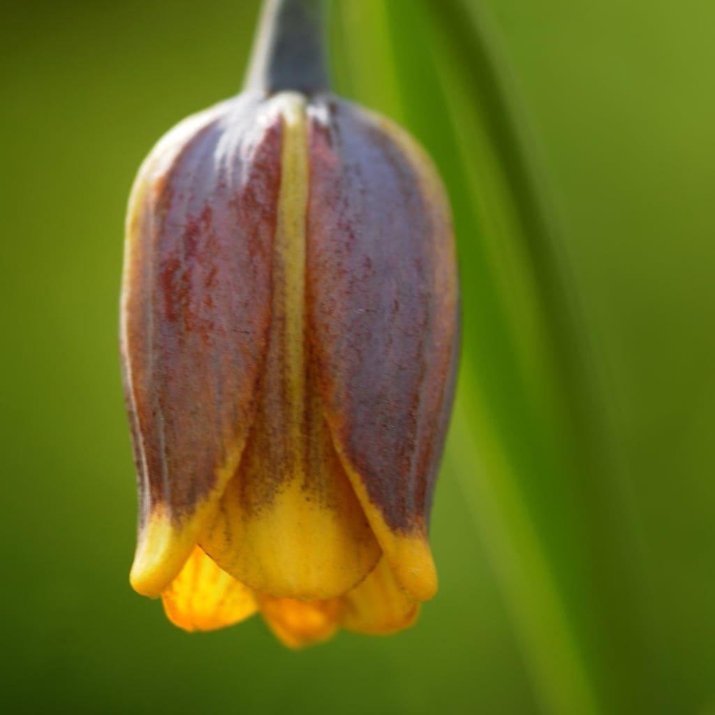 Fritillaria uva-vulpis