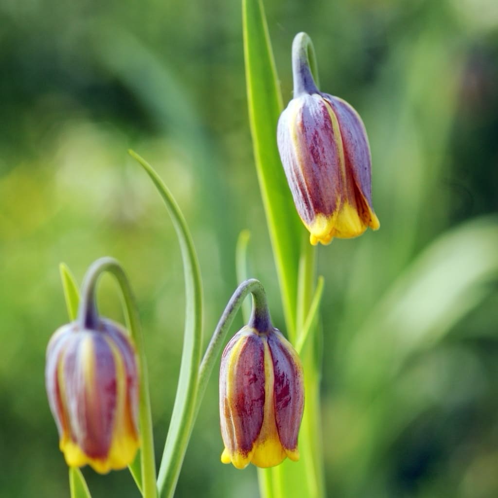Fuchstrauben-Schachblume Braun-Gelb