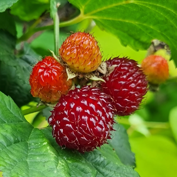 Früchte des Himbeerbaums 'Hararasp'