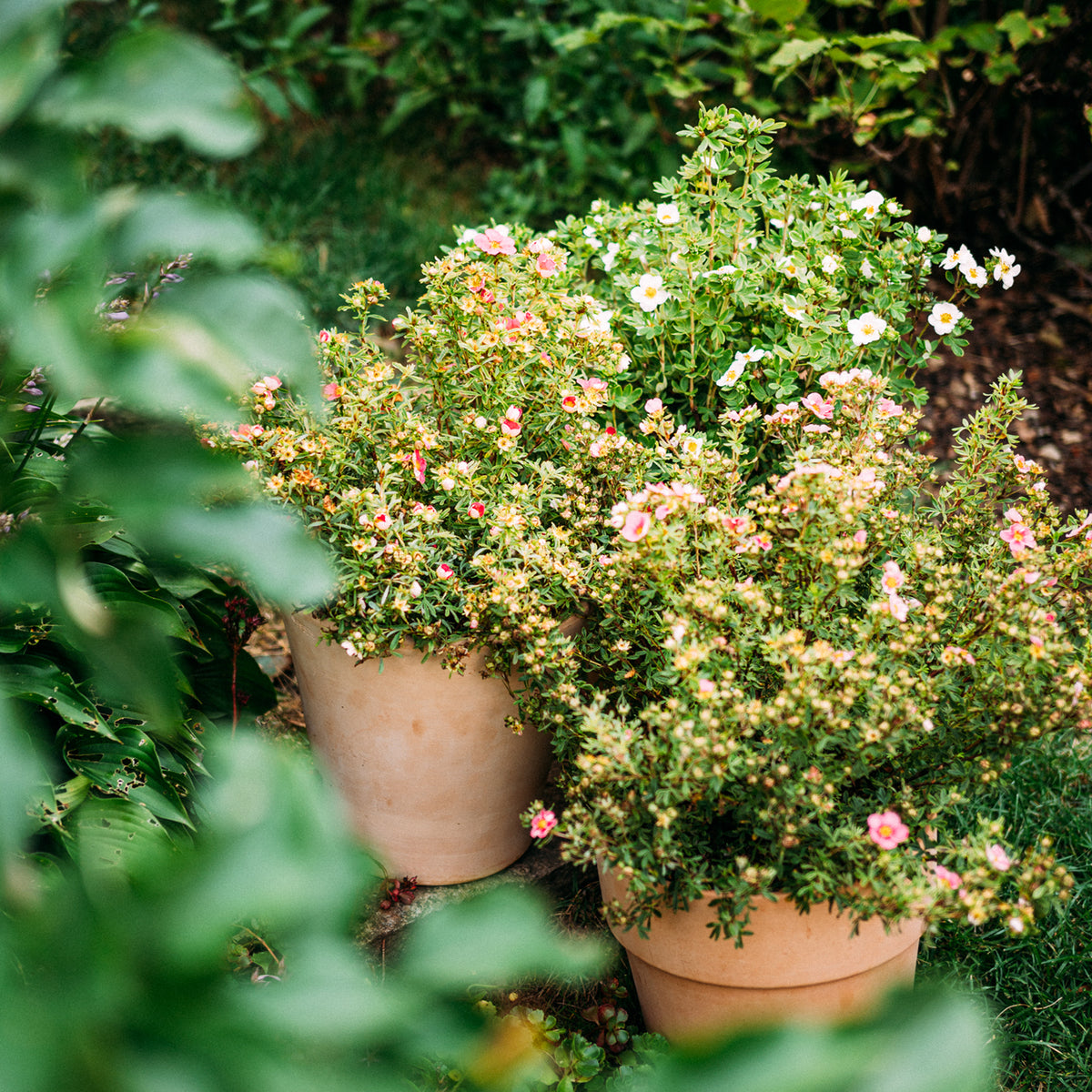 Fünffingerstrauch 'Bella Rosa'® im Topf