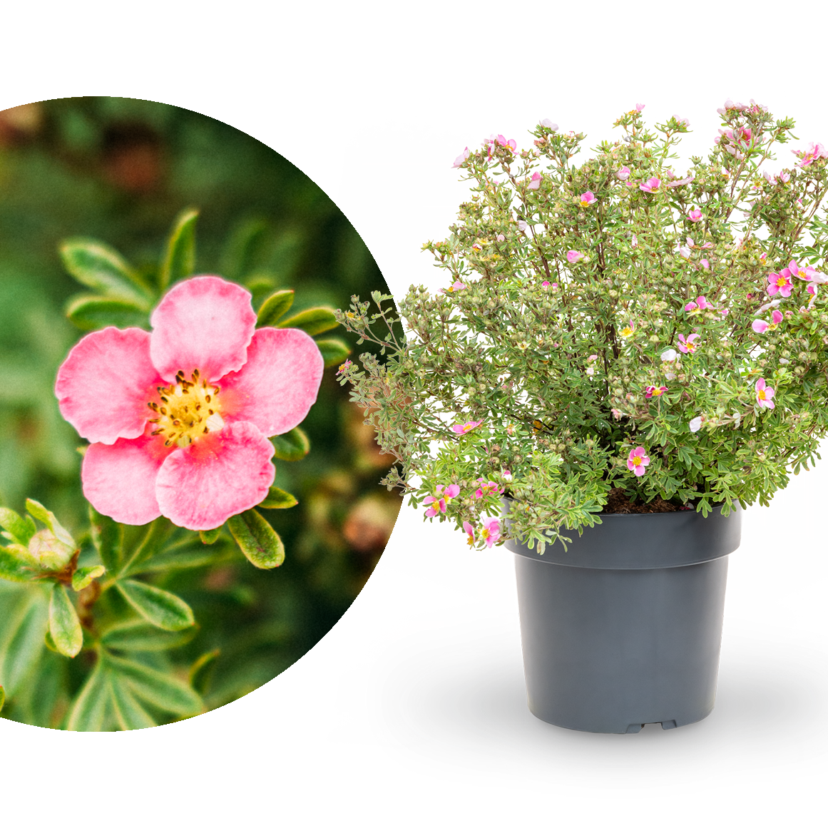 Fünffingerstrauch 'Bella Rosa'®