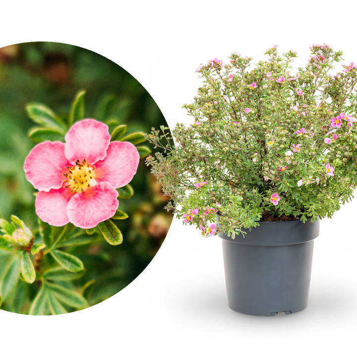 Fünffingerstrauch 'Bella Rosa'®