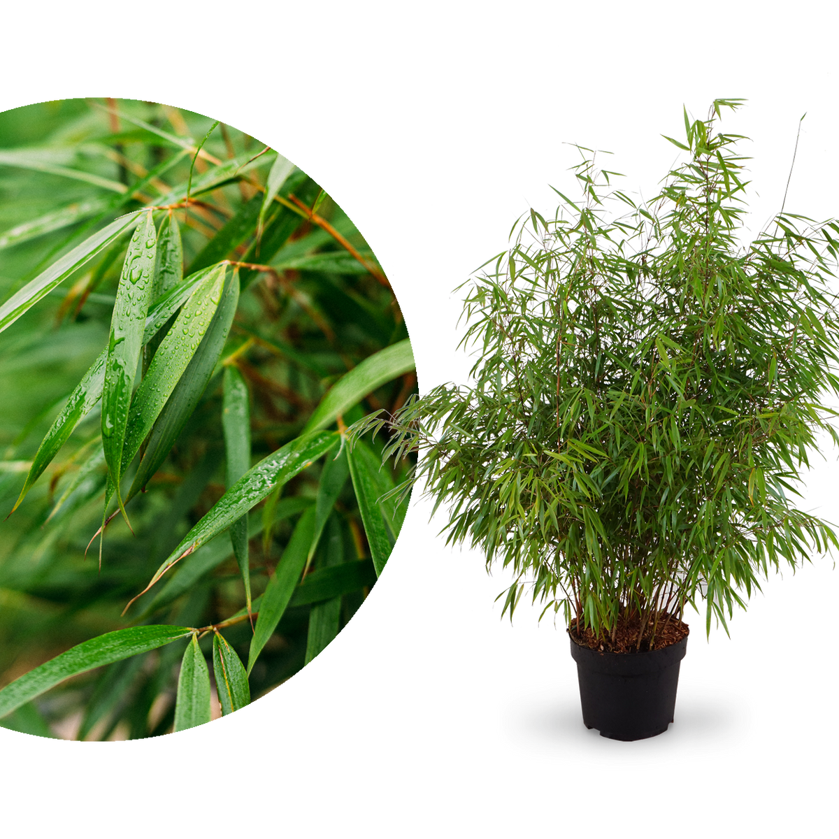 Großer Gartenbambus 'Asian Wonder'
