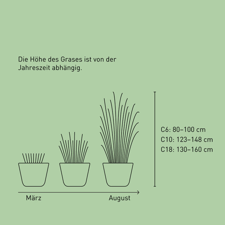 Größe des Gartenbambus 'Jumbo'
