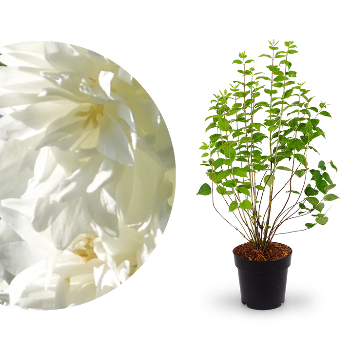 Blüte des Gartenjasmin 'Minnesota Snowflake'