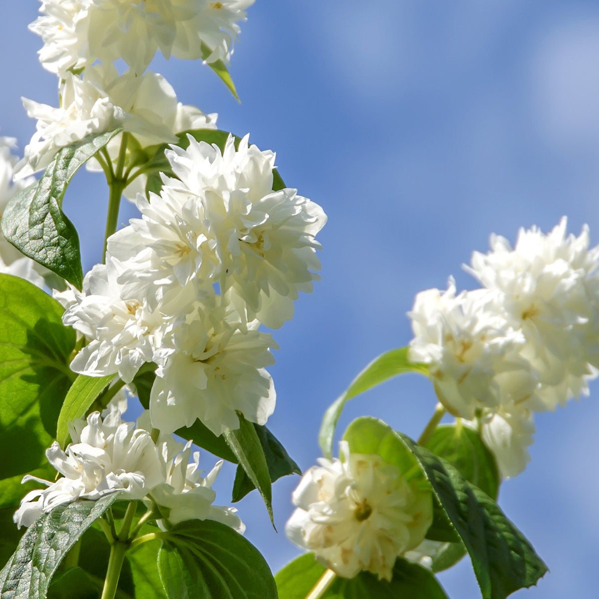 Größe des Gartenjasmin 'Minnesota Snowflake'