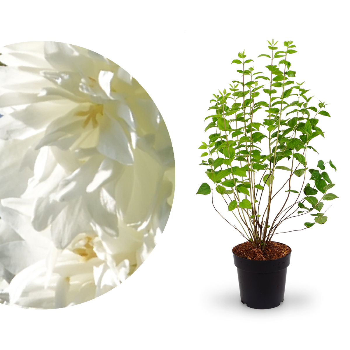 Gartenjasmin 'Minnesota Snowflake'