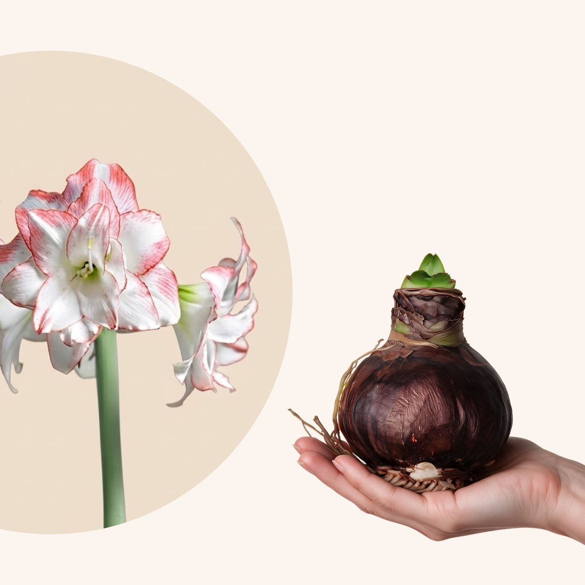 Nahaufnahme der weiß-rosa gemusterten Blütenblätter der Amaryllis Aphrodite