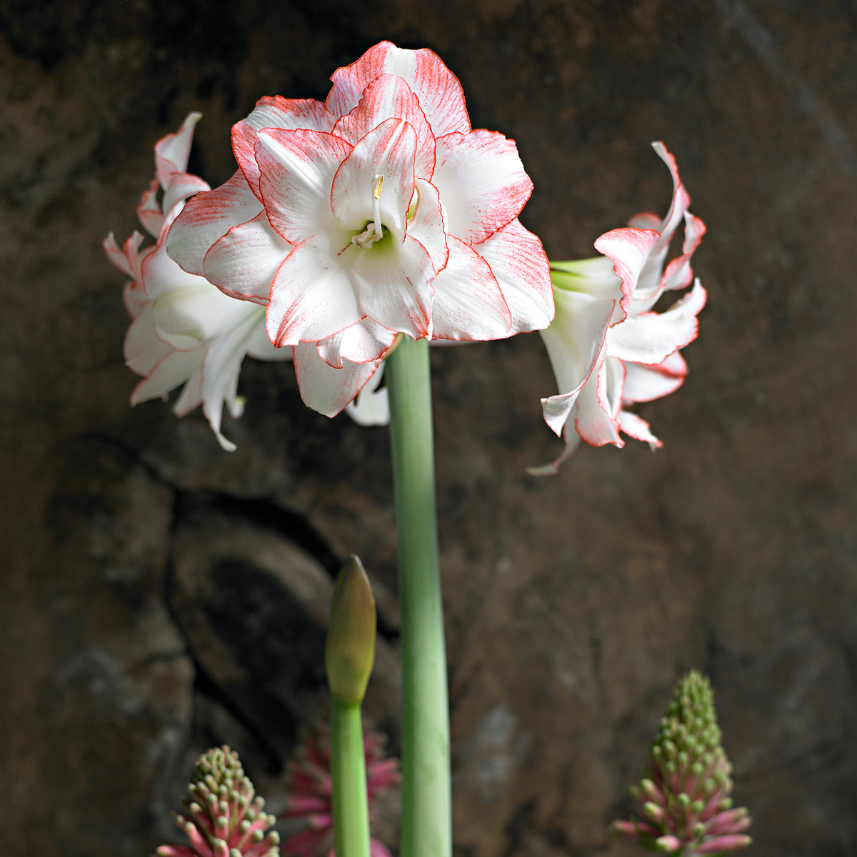 Prächtige Blütendolde der gefüllten Amaryllis Aphrodite in Pink-Weiß