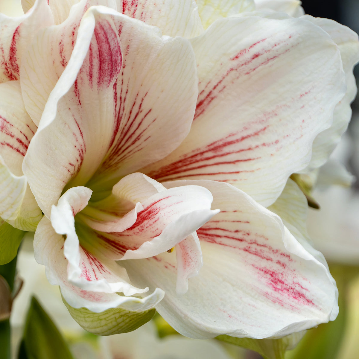 Gefüllte Amaryllis Aphrodite Blumenzwiebel und blühende Pflanze im Vergleich