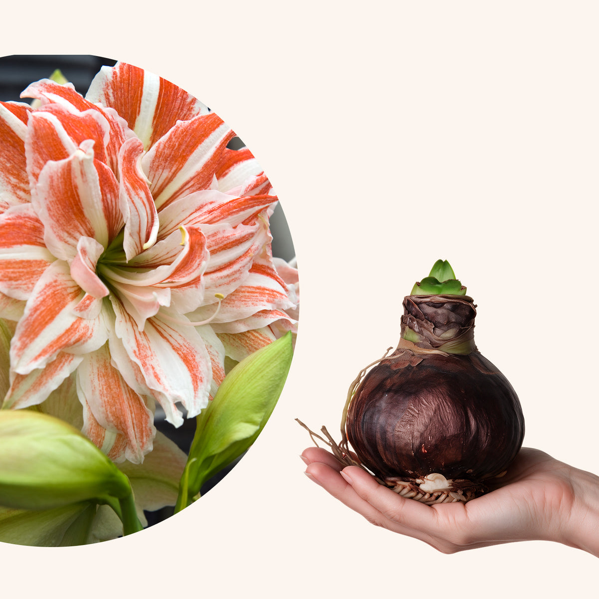 Nahaufnahme der gefüllten rot-weiß gestreiften Blütenblätter der Amaryllis Dancing Queen