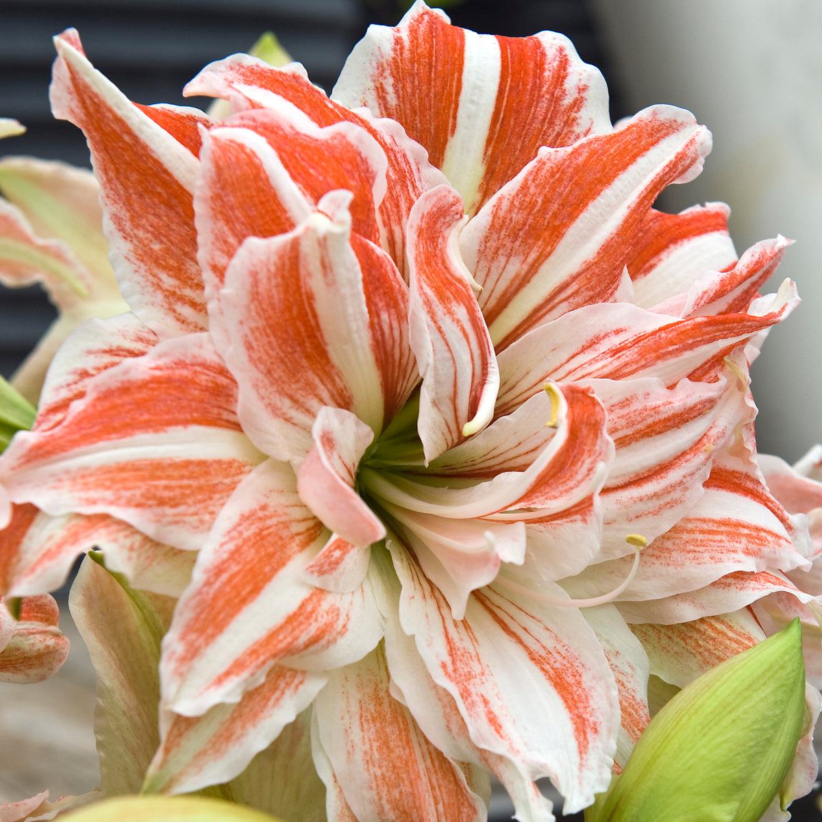 Gefüllte Amaryllis Dancing Queen Blumenzwiebel und blühende Pflanze im Vergleich