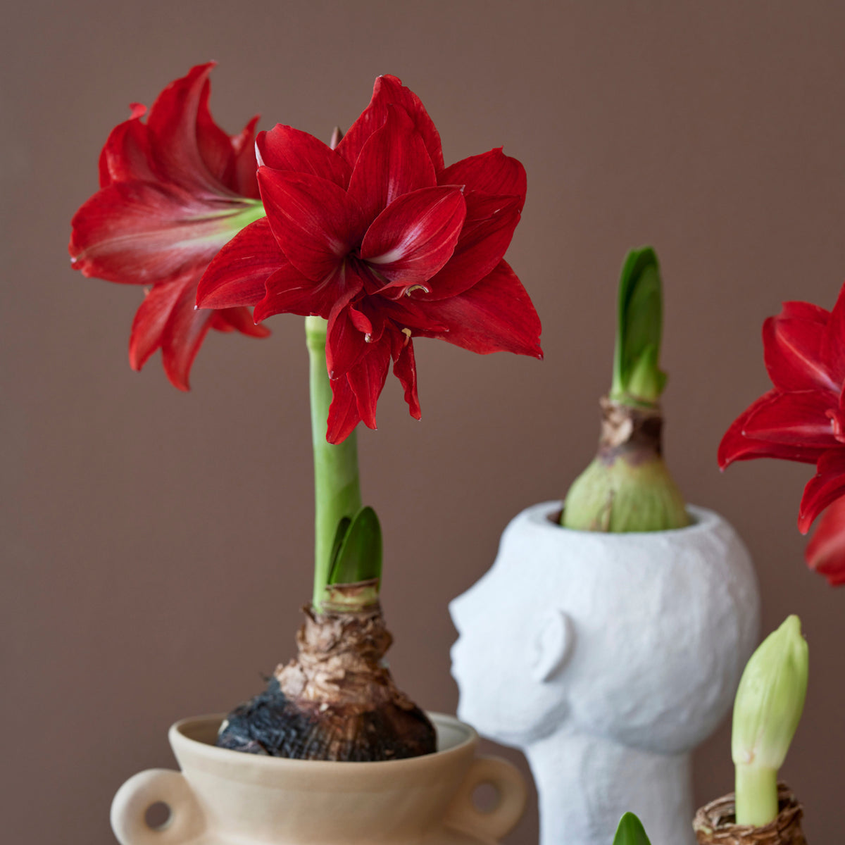 Gefüllte Amaryllis Double King mit roter Blüte und austreibender Zwiebel im Pflanztopf