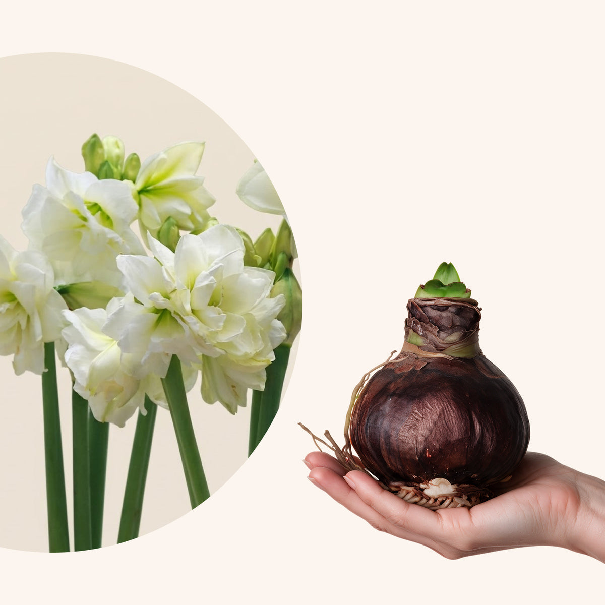 Nahaufnahme der gefüllten weiß-grünlichen Blütenblätter der Amaryllis