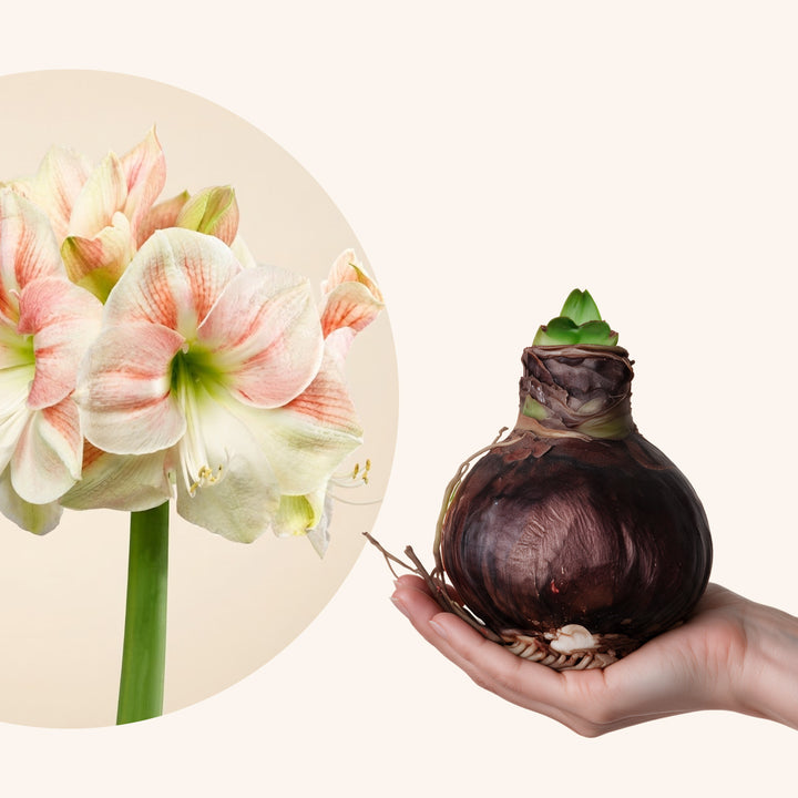 Nahaufnahme der gefüllten weiß-rosa Schattierungen der Amaryllis White Amadeus