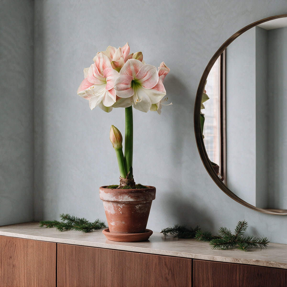 Gefüllte Amaryllis White Amadeus im Tontopf dekoriert vor einem Wandspiegel