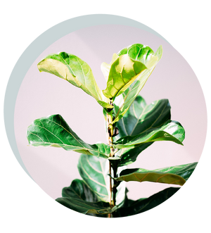 Ficus lyrata