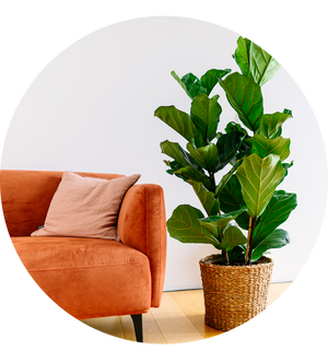 Ficus lyrata XXL-Größe