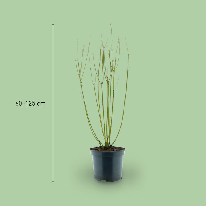 Größe des Gelbholz-Hartriegels 'Flaviramea'