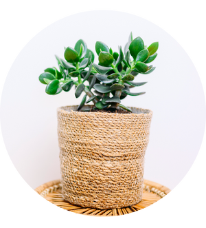 Crassula ovata 'Hulk'