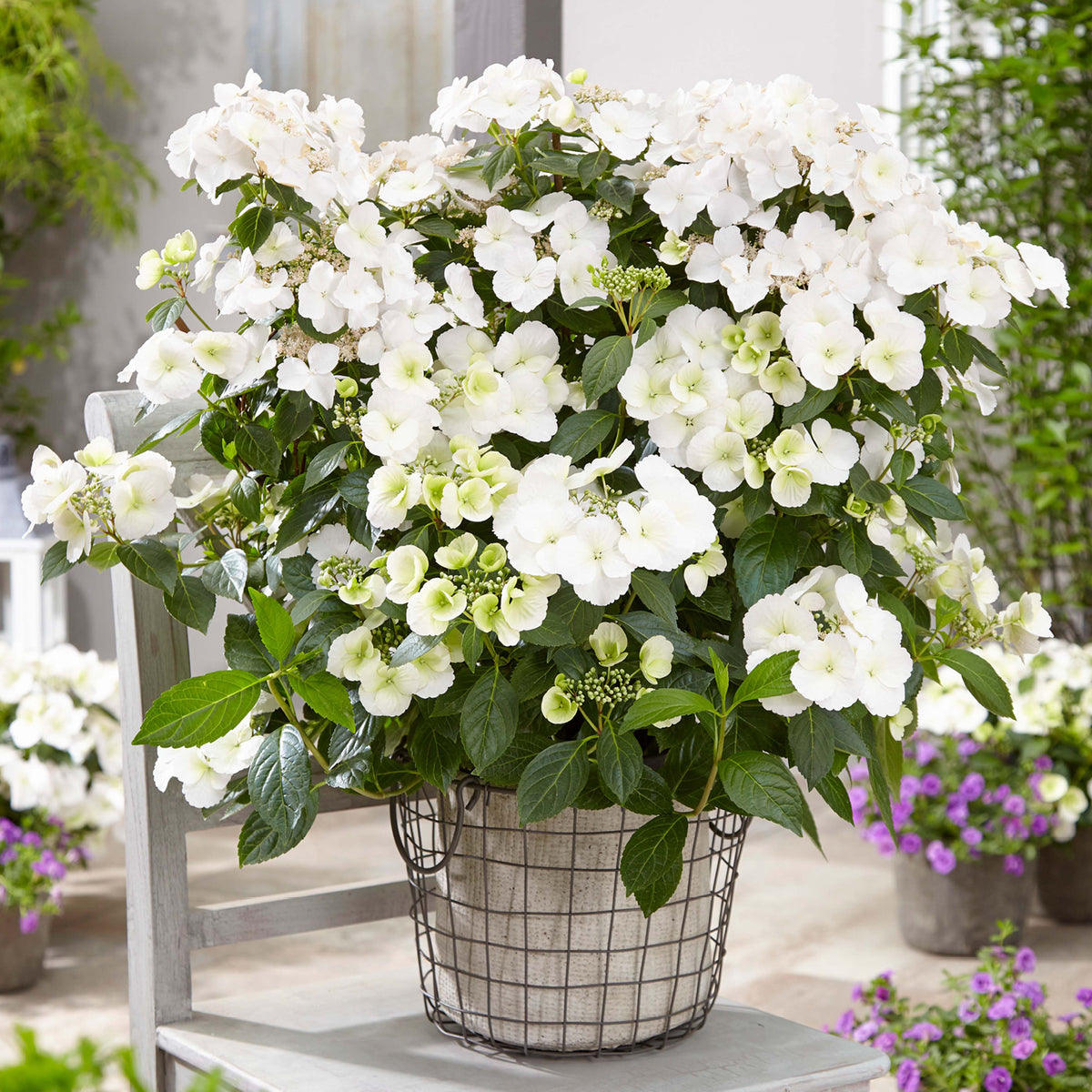 Girlanden-Hortensie Runaway Bride® 'Snow White' im Topf