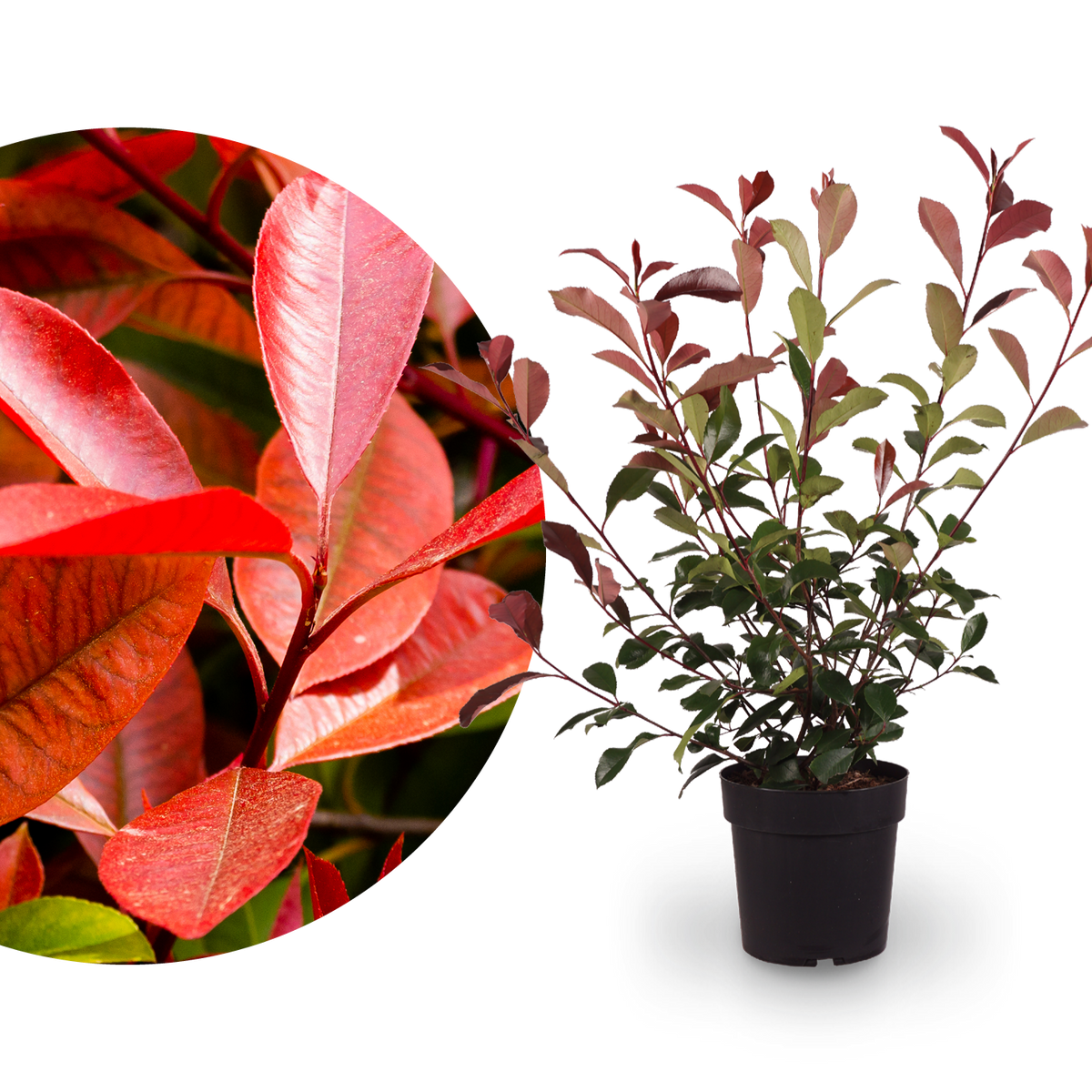 Glanzmispel 'Red Robin'