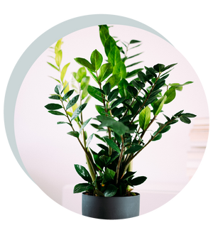 Zamioculcas zamiifolia