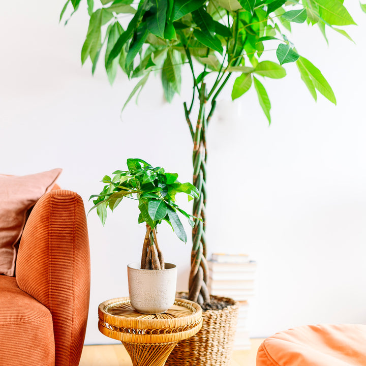 Glückskastanie im Wohnzimmer