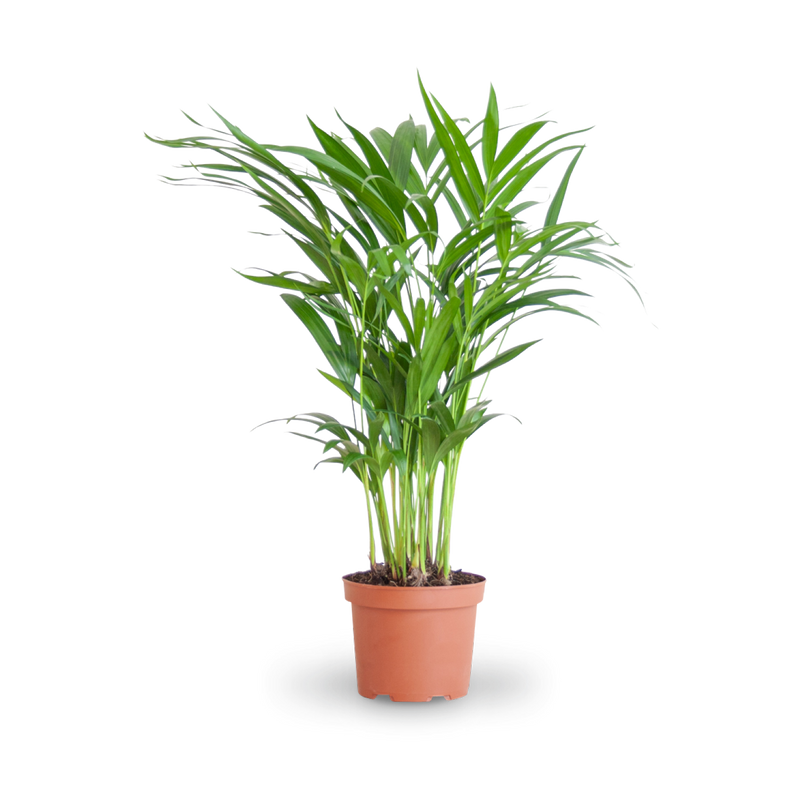 Große Zimmerpflanze Goldfruchtpalme