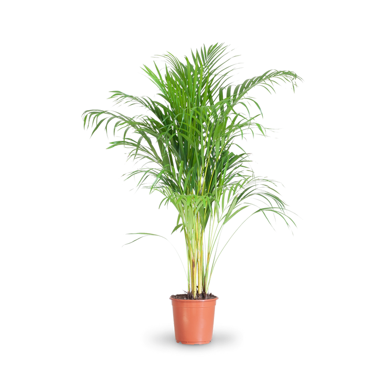 Sehr große Zimmerpflanze Goldfruchtpalme