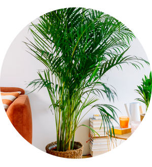 Dypsis lutescens XXL-Größe