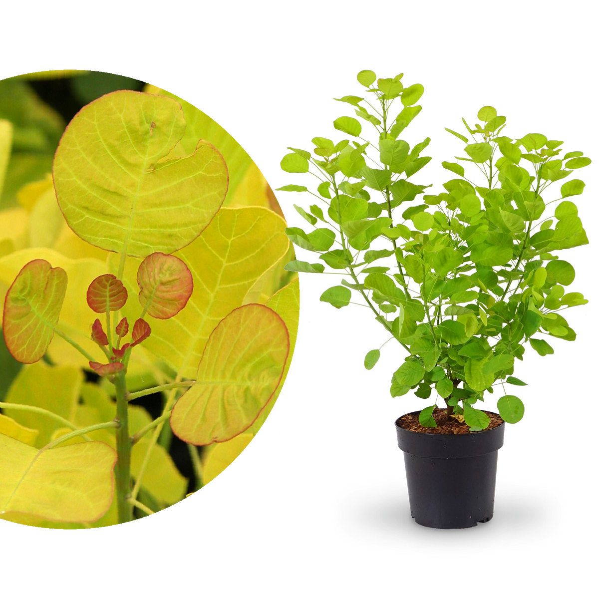 Goldgelber Perückenstrauch 'Golden Spirit'®