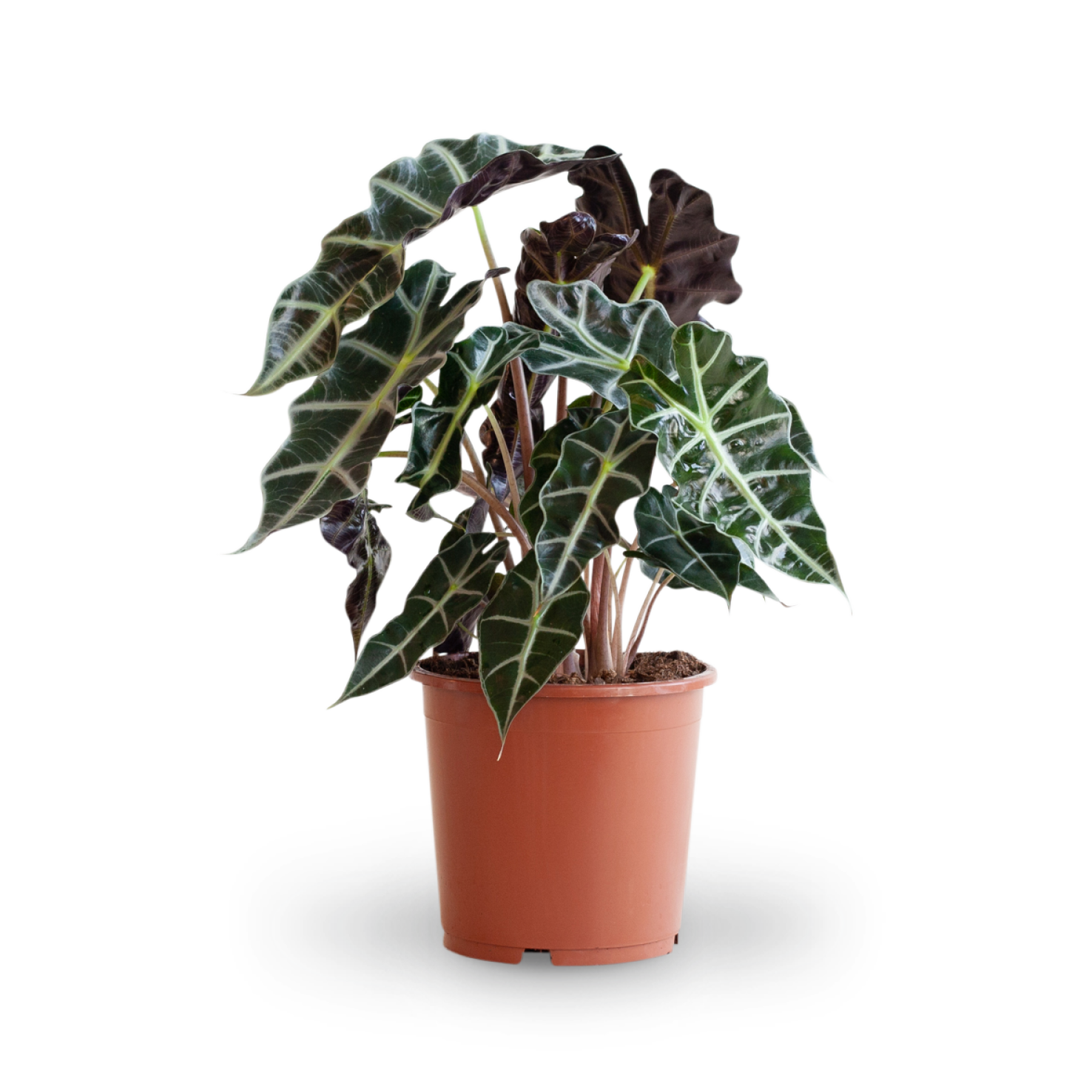 Größe der Alocasia 'Polly' als Zimmerpflanze