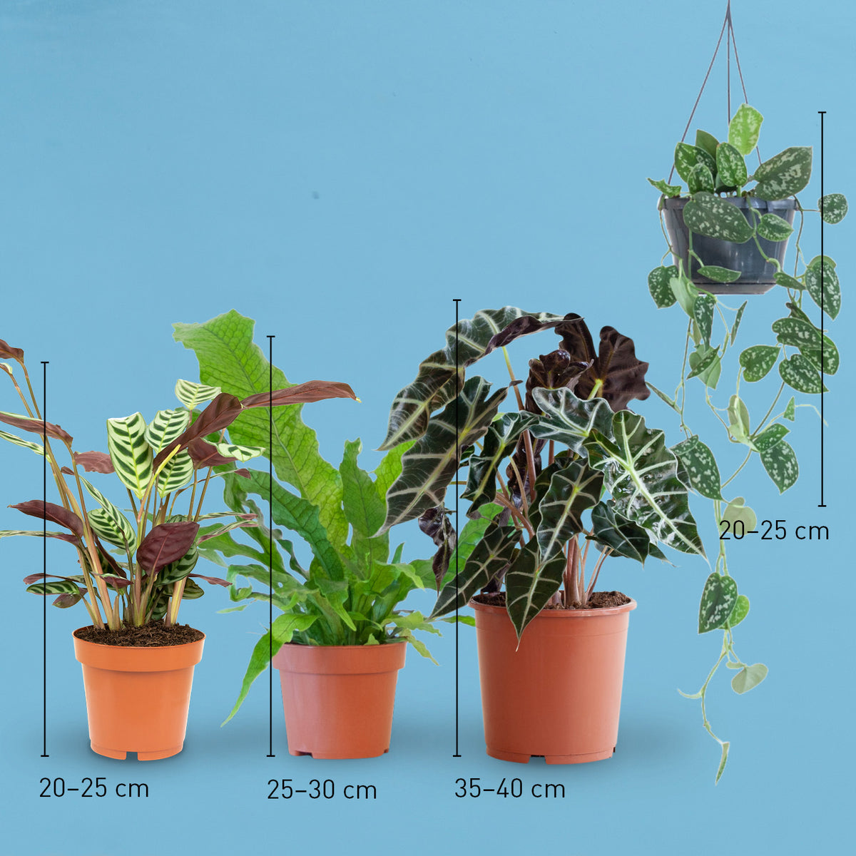 Größe des Zimmerpflanzen-Sets mit bunten Blättern