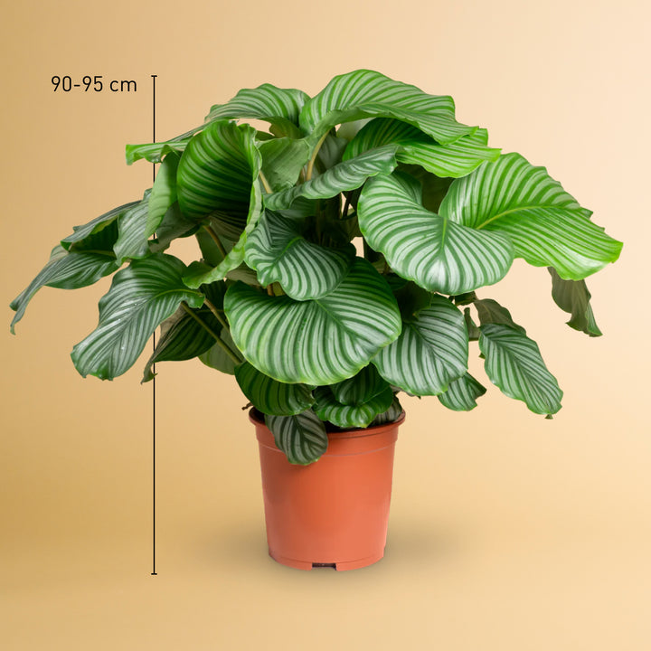 Größe der Calathea orbifolia XXL als Zimmerpflanze