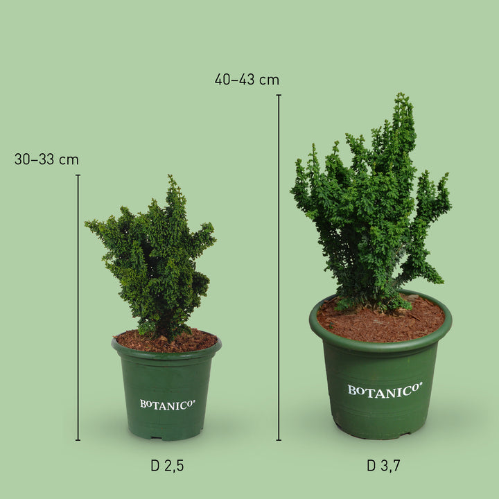 Größe der Chamaecyparis obtusa 'Chirimen'