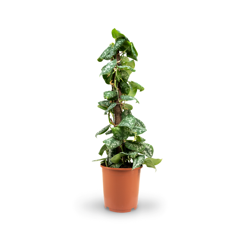 Größe der Gefleckten Efeutute ‘Argyraeus’ als Zimmerpflanze