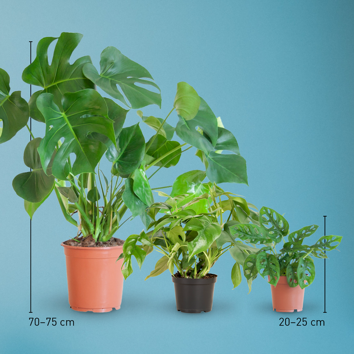 Monstera-Arten im Größenvergleich